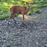 Kleine Auszeit Am Wildgehege Διαμέρισμα Bad Harzburg
