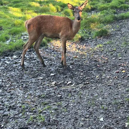 Kleine Auszeit Am Wildgehege Lägenhet Bad Harzburg