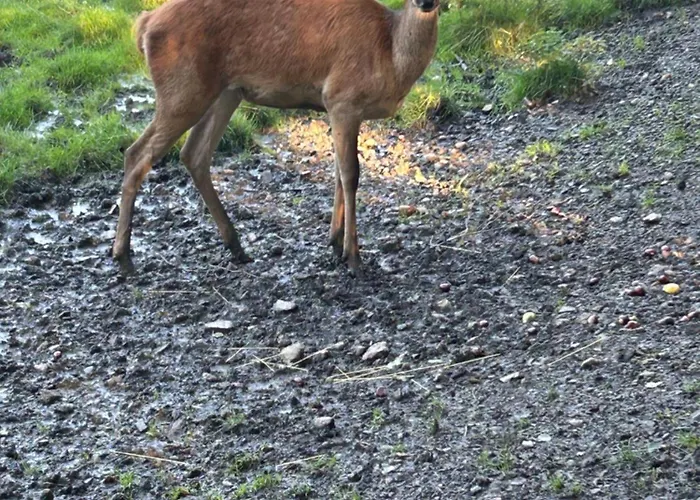 Kleine Auszeit Am Wildgehege Appartamento Bad Harzburg